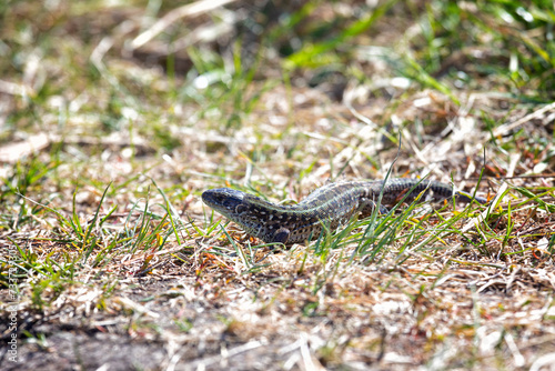 small green lizard in the grass