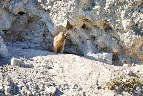 marmot stands near a hole