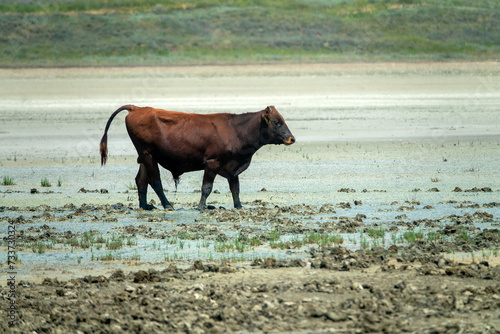 A burly bull on a dried-up lake. The assured pose of double plus bull