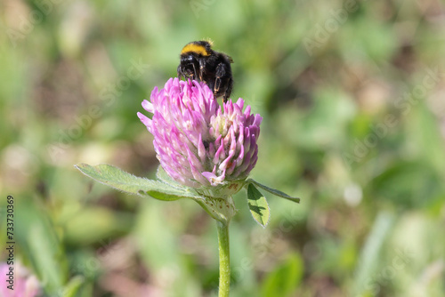 A bumblebee sits on a clover flower