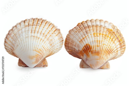 Cockle shell or scallop shall isolated on white background , Marine sea shell