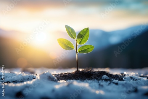 A plant grows through the snowy ground. New plant life. Sunny day, winter.