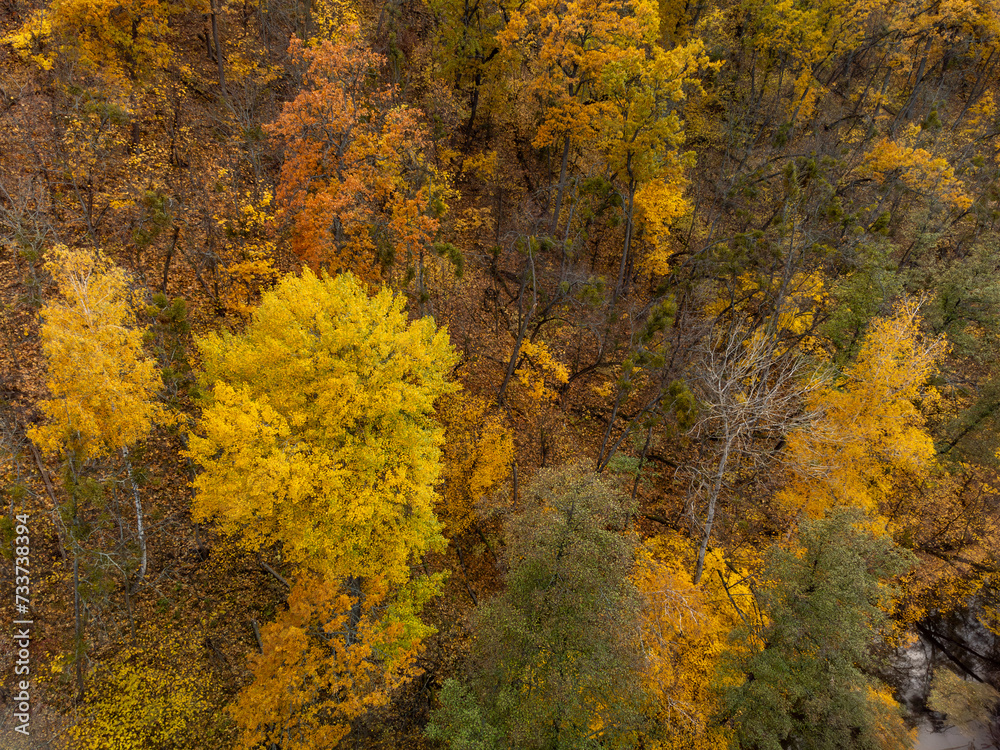 Autumn aerial look down view on golden trees on riverbanks. Autumnal vibrant forest scenery