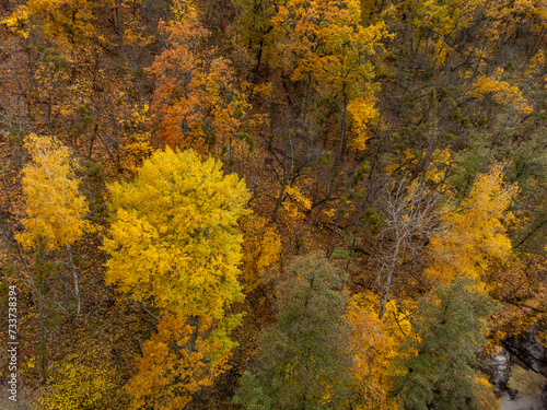 Autumn aerial look down view on golden trees on riverbanks. Autumnal vibrant forest scenery