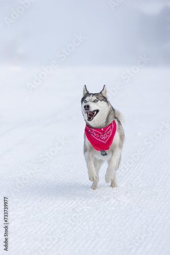 Funny dog Siberian Husky with red scarf running on a snowy groomed ski road in winter, copy space
