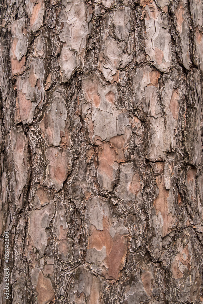 Bark of old perennial pine tree closeup as natural wooden background Bark of old perennial pine tree closeup as natural wooden background