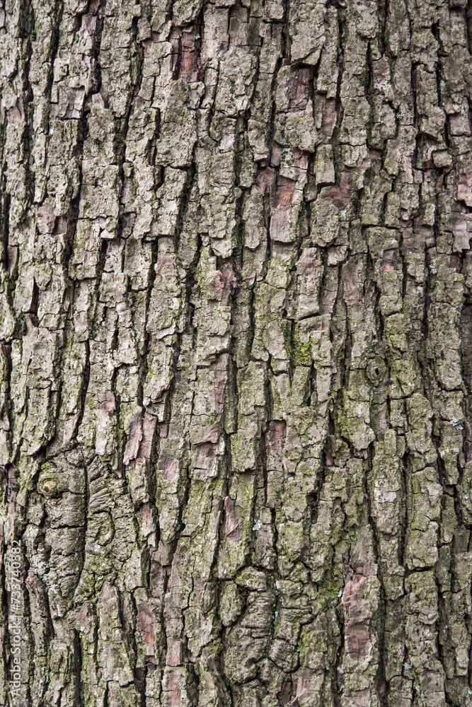Bark of old perennial tree closeup as natural wooden background