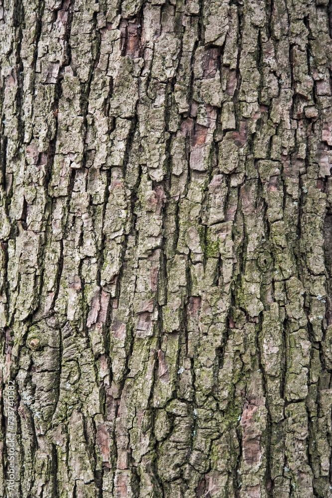 Bark of old perennial tree closeup as natural wooden background Bark of old perennial tree closeup as natural wooden background