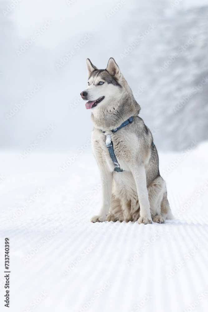 Purebred Husky dog portrait with red scarf, sitting in snow smiling