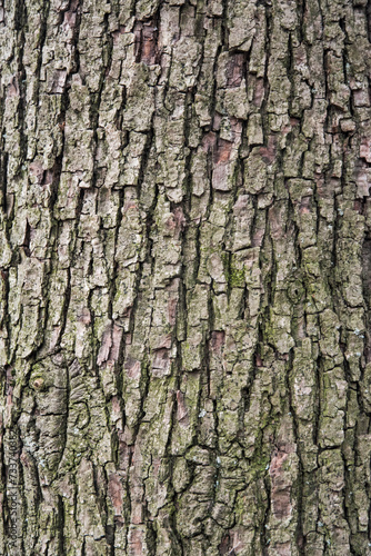 Bark of old perennial tree closeup as natural wooden background © varbenov