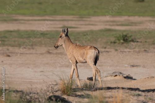 Foal of red hartebeest  Cape hartebeest or Caama - Alcelaphus buselaphus caama going. Photo from Kgalagadi Transfrontier Park in South Africa. 