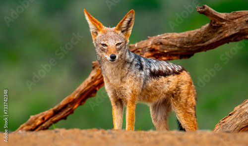 Black-backed jackal (Canis mesomelas), Scavengers' hide, Zimanga Private Game Reserve, Kawa Zulu Natal. photo