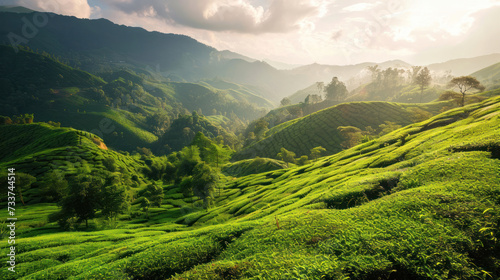 Green hillside with green tea fields. Aerial view of lush green tea plantations in the hilly area. Copy space. space for text