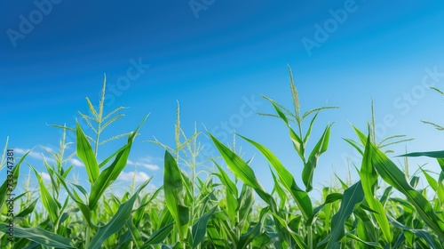 farming growing corn