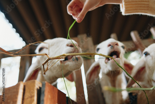 A person feeding some sheep with a piece of green grass in front of a wooden fence