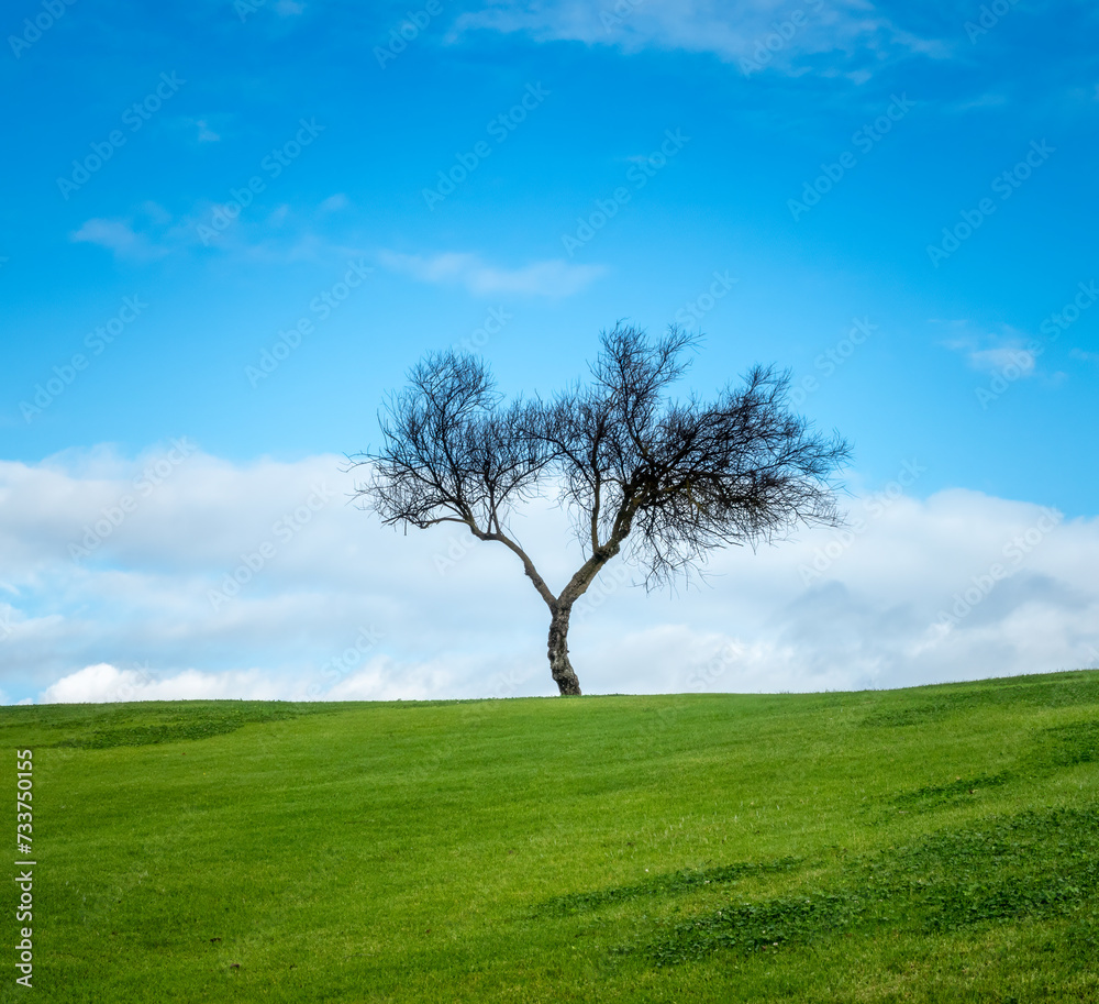 The poetic beauty of a lonesome bare tree surrounded by vibrant, lusg grasslands, Algarve, Portugal The poetic beauty of a lonesome bare tree surrounded by vibrant, lusg grasslands, Algarve, Portugal