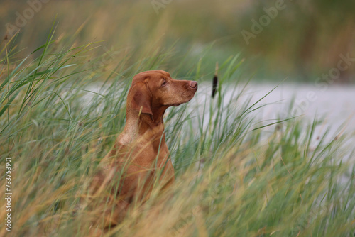 Beautiful Hungarian Vizsla dog in the tall grass