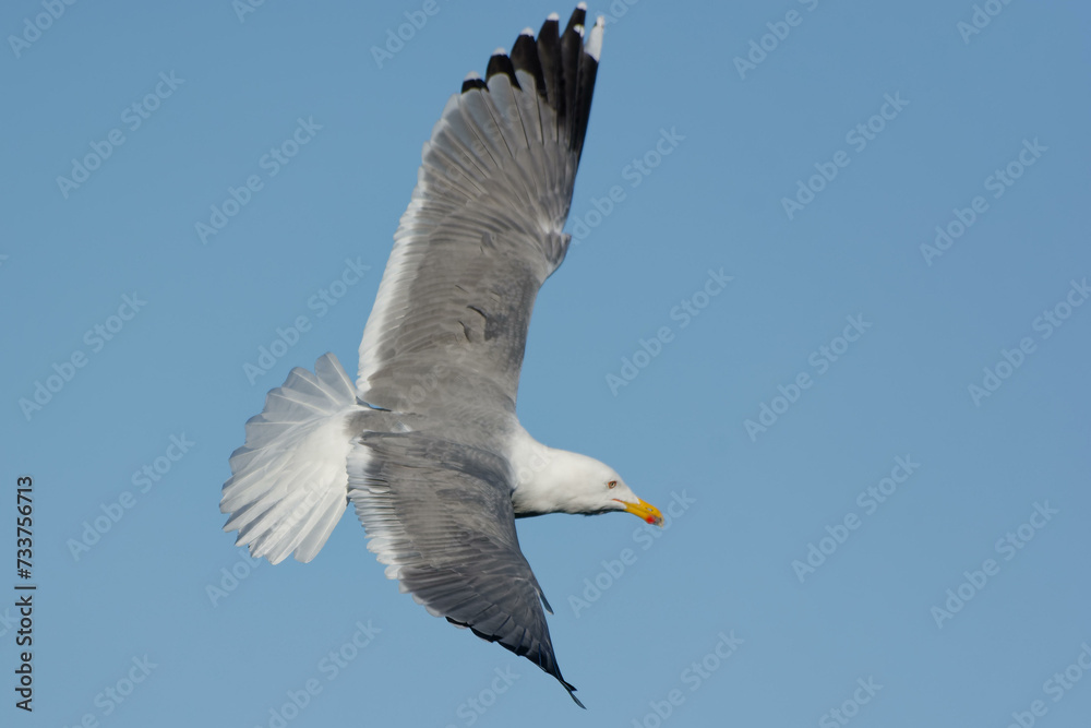 Yellow-legged Gull (Larus michahellis) flying Yellow-legged Gull (Larus michahellis) flying