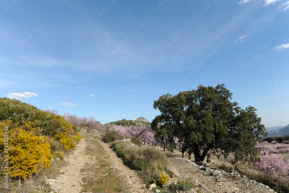 Countryside in Spring, Alicante Province, Spain