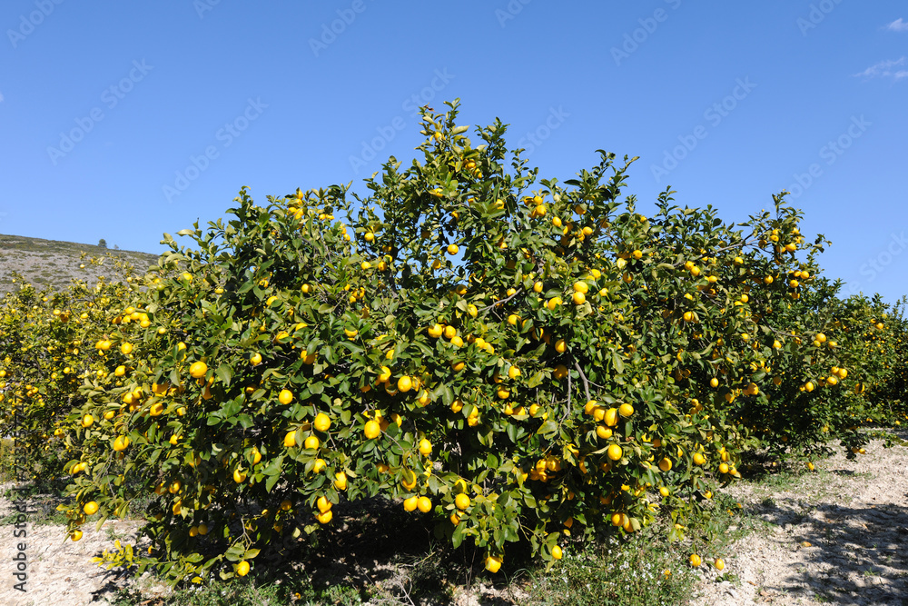 Lemon trees in an orchard, Alicante Province, Spain