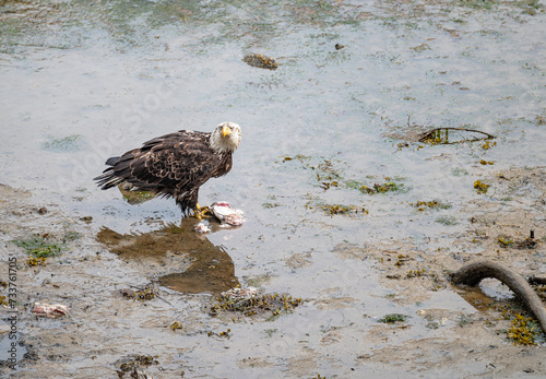 Bald Eagle eating discarded fish processing waste in Seldovia, Alaska, USA photo