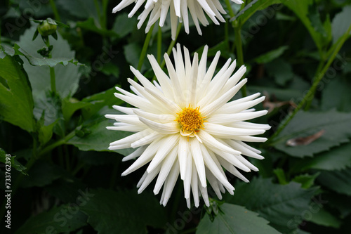 White and Yellow Cactus dahlia in bloom