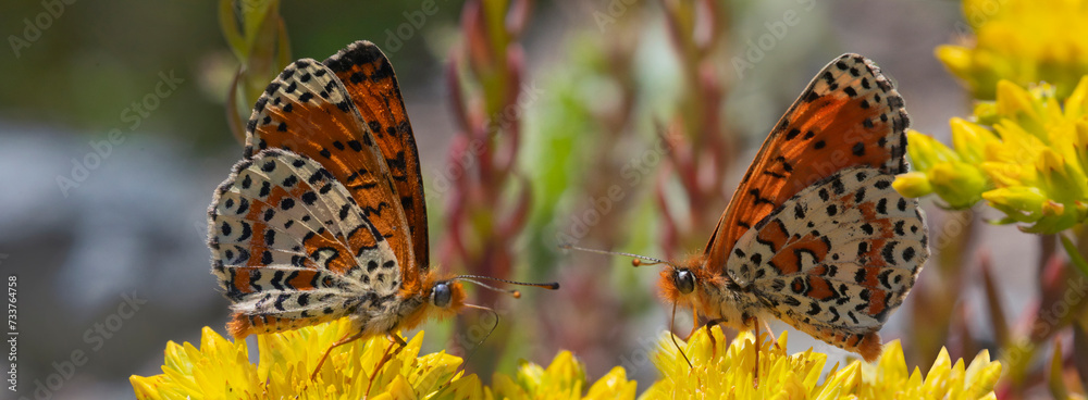 Rote Scheckenfalter (Melitaea didyma) zwei Schmetterlinge auf gelber Blüte, Panorama  - obrazy, fototapety, plakaty 