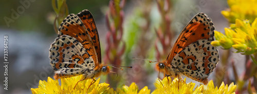 Rote Scheckenfalter (Melitaea didyma) zwei Schmetterlinge auf gelber Blüte, Panorama  photo
