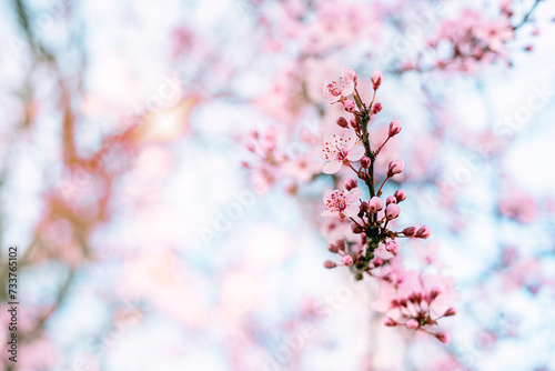 Blossom cherry tree over nature background. Spring pink flowers.