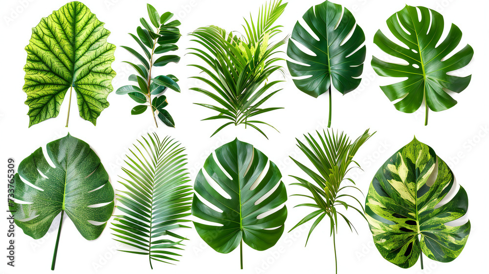 natural green fresh leaves of tropical plants bush floral arrangement indoors, garden nature backdrop isolated on white background. Generation AI natural green fresh leaves of tropical plants bush floral arrangement indoors, garden nature backdrop isolated on white background. Generation AI