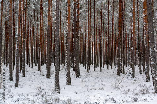 Forest full of pine trees in winter photo