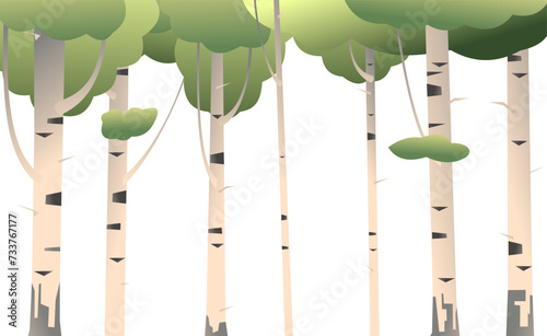 Birches. Isolated on white background. Summer landscape forest and trees. Nature view. Cartoon fun style. Flat design. Vector.