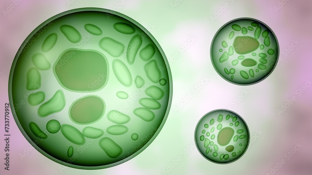 3d rendering of Algae cells, contain three types of organelles the