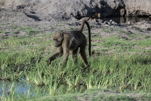 gray monkeys in natural conditions on a sunny day in a park in Zimbabwe