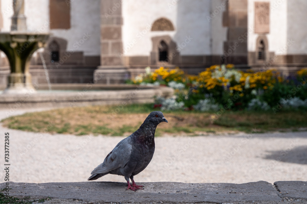 Obraz premium Pigeons are part of urban life in Košice, the metropolis of eastern Slovakia