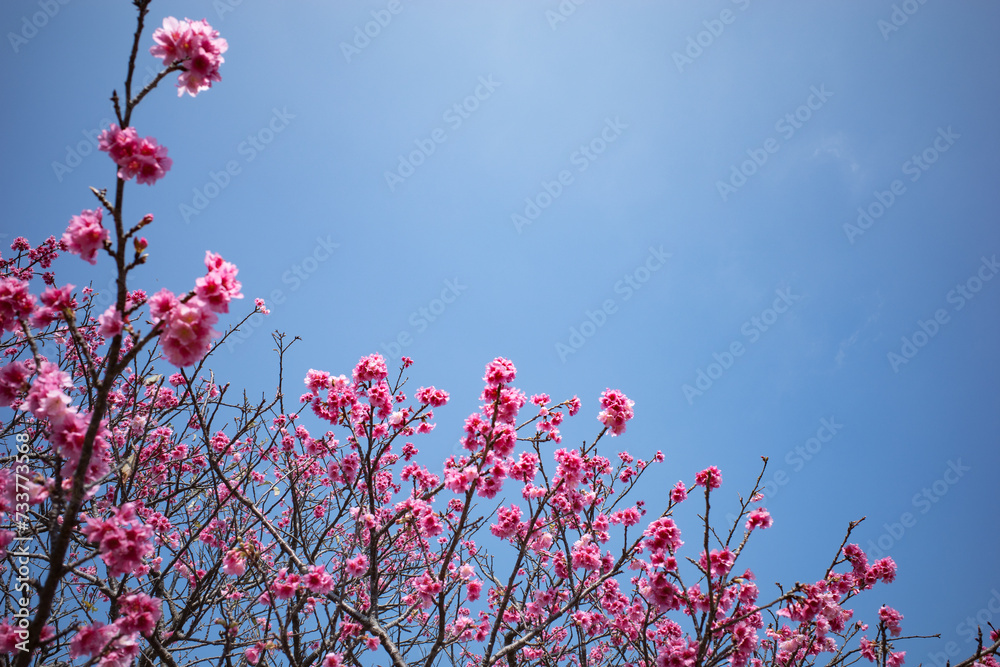 沖縄で咲くピンク色の寒緋桜の花 沖縄で咲くピンク色の寒緋桜の花