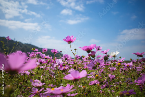 沖縄で咲くピンク色のコスモスの花