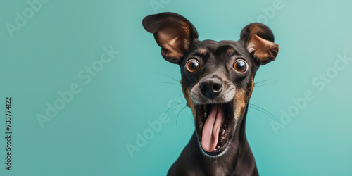 Surprised shocked dog with open mouth and big eyes isolated on flat solid background. © MNStudio
