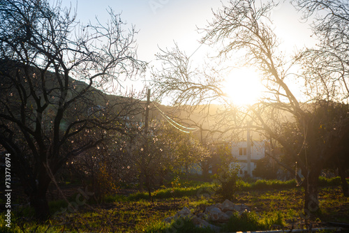 Sunset and almond trees in village life.