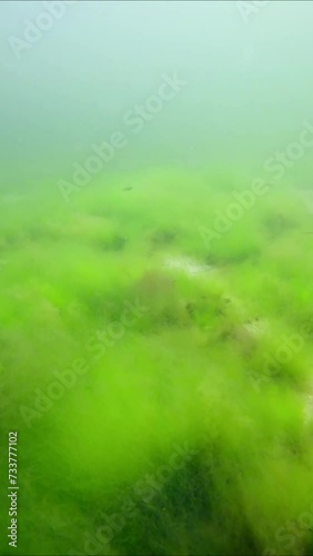 Vertical video, Sandy bottom covered with a layer of fluffy Green Algae (Cladophora sp.) and Red Hornweed (Ceramium virgatum) Slow motion forward over seagrass meadow photo