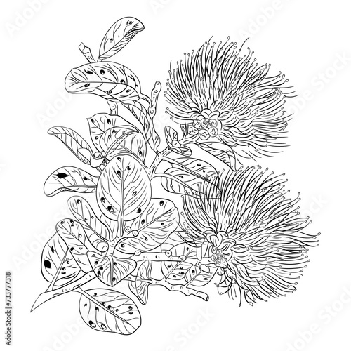 hand-drawn vector botanical Ohia lehua (ID: 733777318)