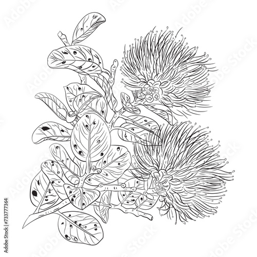 hand-drawn vector botanical Ohia lehua (ID: 733777364)