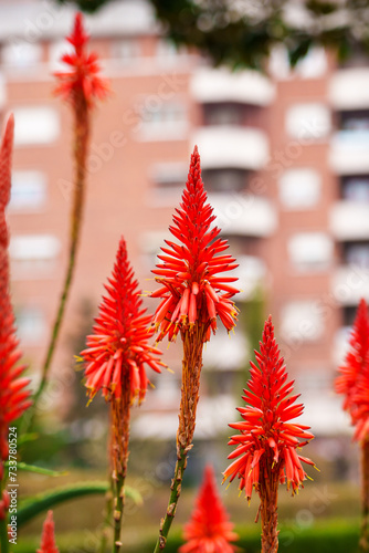 Aloe arborescens flowering succulent plant  red flowers on a urban background