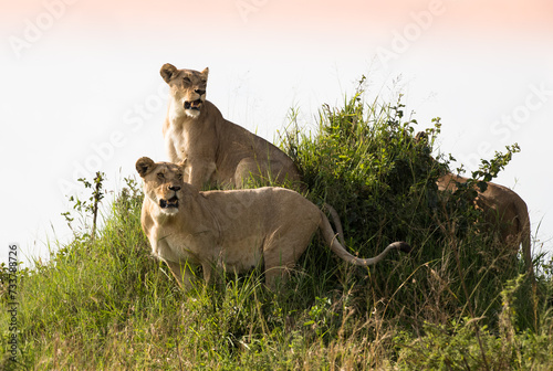 Klan lwic na afrykańskiej sawannie w Masai Mara National Park Kenya © kubikactive
