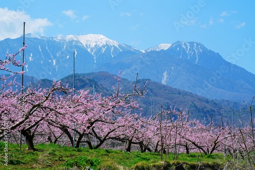 八ヶ岳と桃の花
