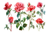 Collection of pink roses flowers isolated on transparent background