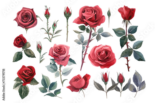 Collection of pink roses flowers isolated on transparent background © Oksana