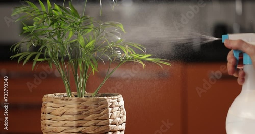 Spraying, watering a houseplant, caring for a house flower