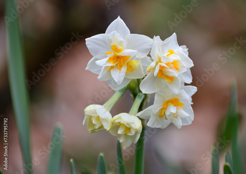 Fototapeta Naklejka Na Ścianę i Meble -  白い水仙の花
