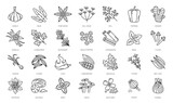 Spice, herbs and seasonings outline icons. Garlic, sage, star anise, dill head and paprika, ginger, vanilla, coriander, rosemary, black pepper and cinnamon, basil, clove, onion thin line vector icons